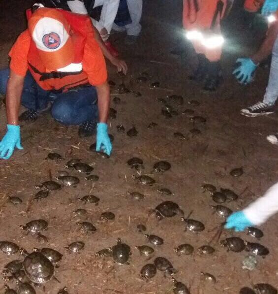 Defensa Civil liberó 1800 tortugas Terecay en La Macarena
