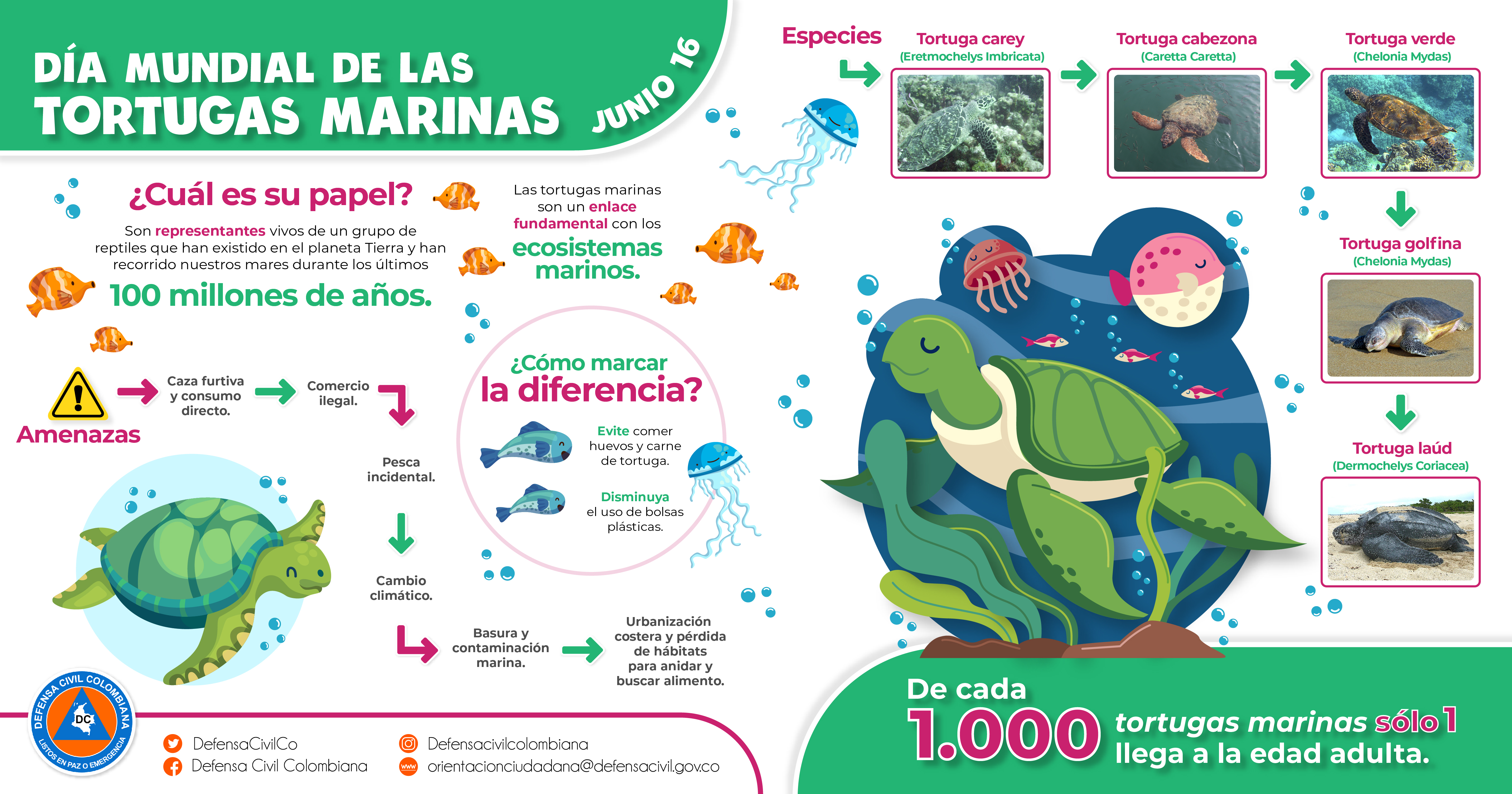 16 de junio, Día Mundial de las Tortugas Marinas